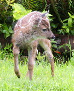 Photo baby deer