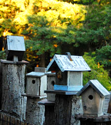 Photo of small bird houses at WildSpring