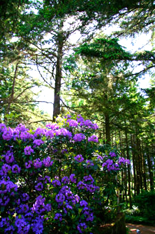 Photo purple rhodedendrons at WildSpring