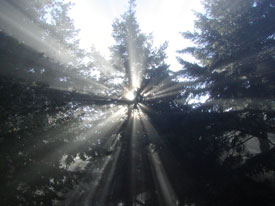 Photo of sunlight coming thorugh trees