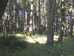Phot of WildSpring forest before development