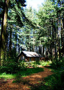 Photo of forest and WildSpring cabin