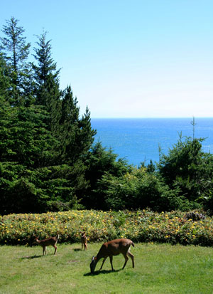 Photo family of deer grazing at WildSpring overlooking the ocean