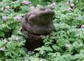 Photo stone frog in ground cover